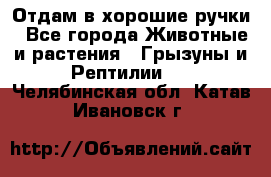 Отдам в хорошие ручки - Все города Животные и растения » Грызуны и Рептилии   . Челябинская обл.,Катав-Ивановск г.